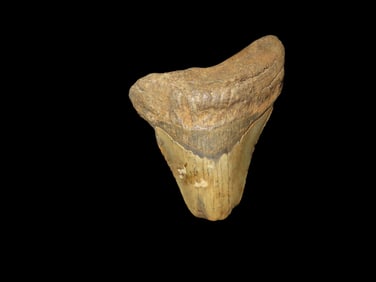 4 1/8" Large Megalodon Shark Tooth Fossil Found In South Carolina