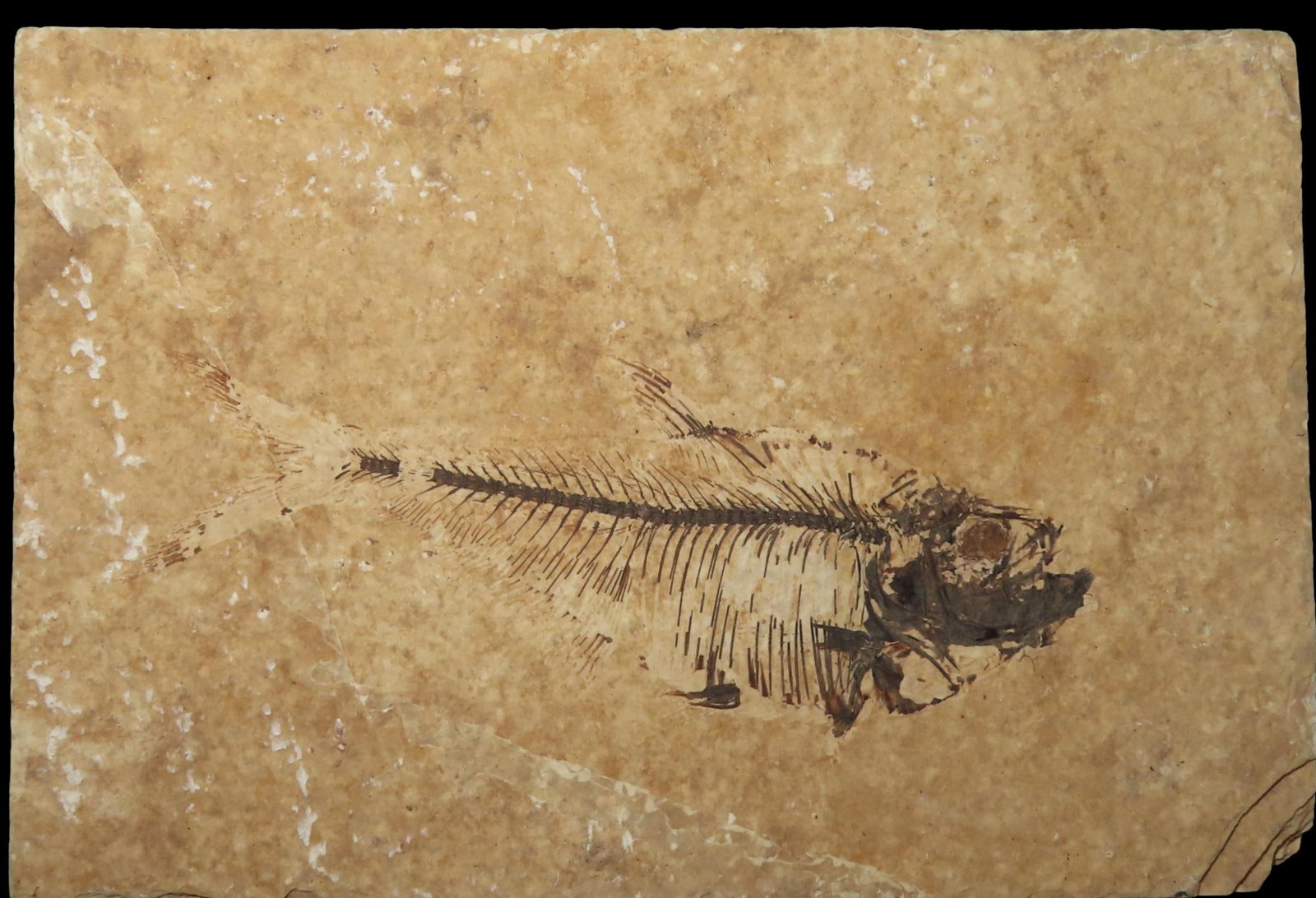 Knightia Fish Fossil Green River Formation Wyoming 53.5 to 48.5 Million Years Old (1 of 5)