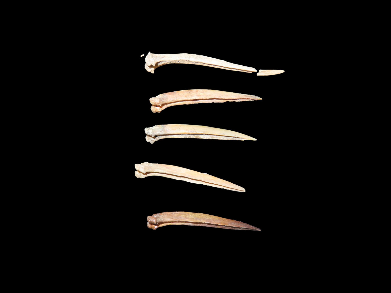 Catfish Spine Bone Needles ILL River Bottom EX: Charlie Cathers (1 of 6)