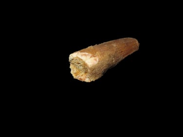 Fossil Spinosaurus Tooth Dinosaur Upper Cretaceous Period Prehistoric Found In Egypt 112 MYO-72 MYO