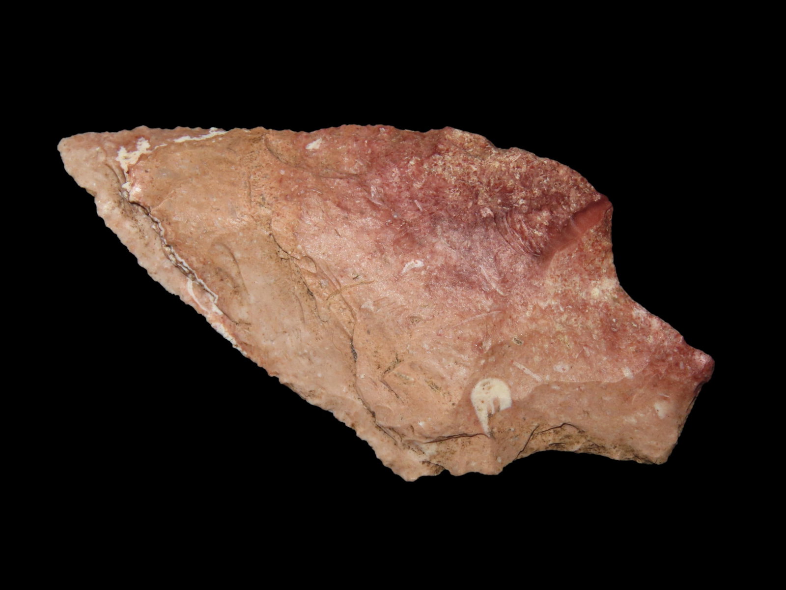 2 7/8" Newman Pt. Marion Co. Florida Found Between 1968-2023 By Jeff Thompson (1 of 6)