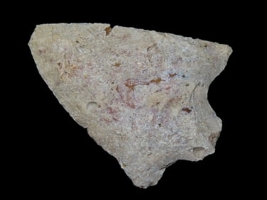 2 1/4" Newnan Fossilized Coral Marion Co. Florida Found Between 1968-2023 By Jeff Thompson