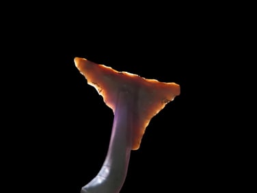 1" Fort Ancient Pt., found in in 1929 near Ashland, Boyd Co., Kentucky, Ex Jeff Thompson Collection