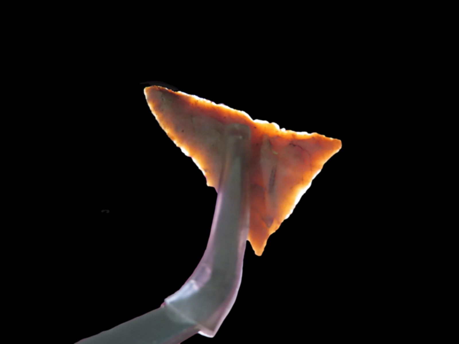 1" Fort Ancient Pt., found in in 1929 near Ashland, Boyd Co., Kentucky, Ex Jeff Thompson Collection (1 of 6)