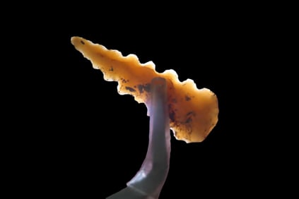 1 1/2" Fort Ancient Pt, found in 1929 Near the City of Ashland, Boyd Co., Kentucky, Ex Jeff Thompson