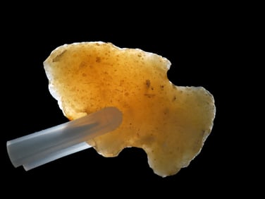 1 7/8" Snyders, found in the Midwest, Ex Jeff Thompson Collection