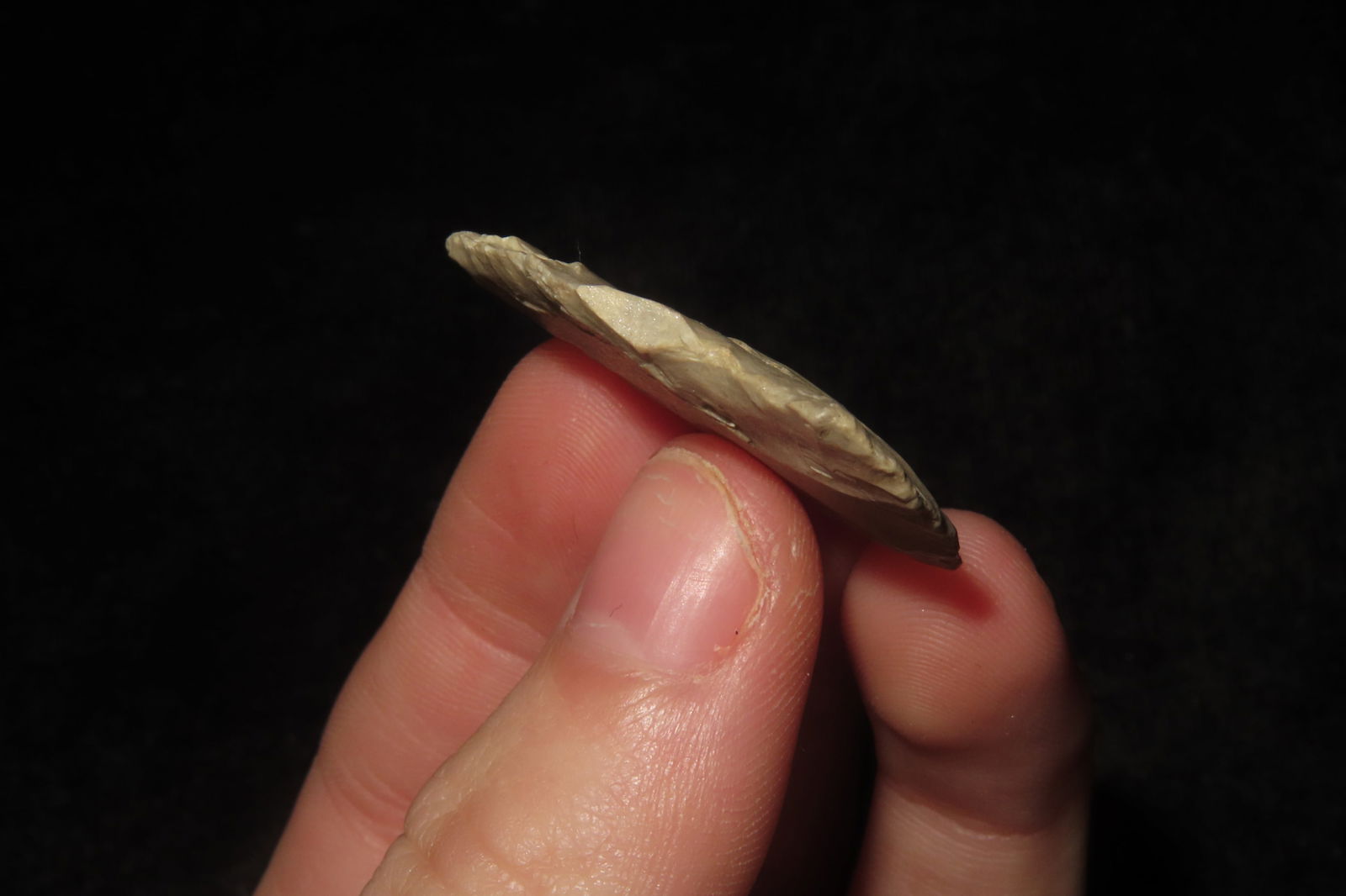 1 1/4" Bird Point - 3