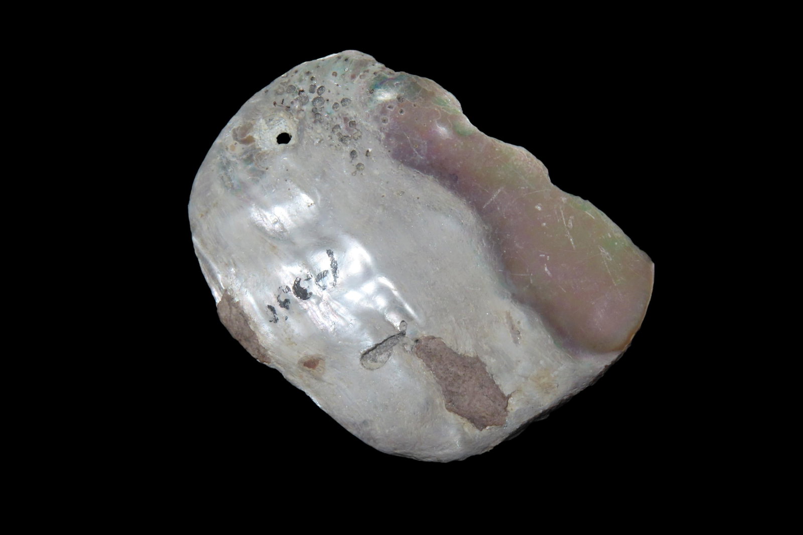 2' Shell Pendant, Nantucket Co., Massachusetts (1 of 6)