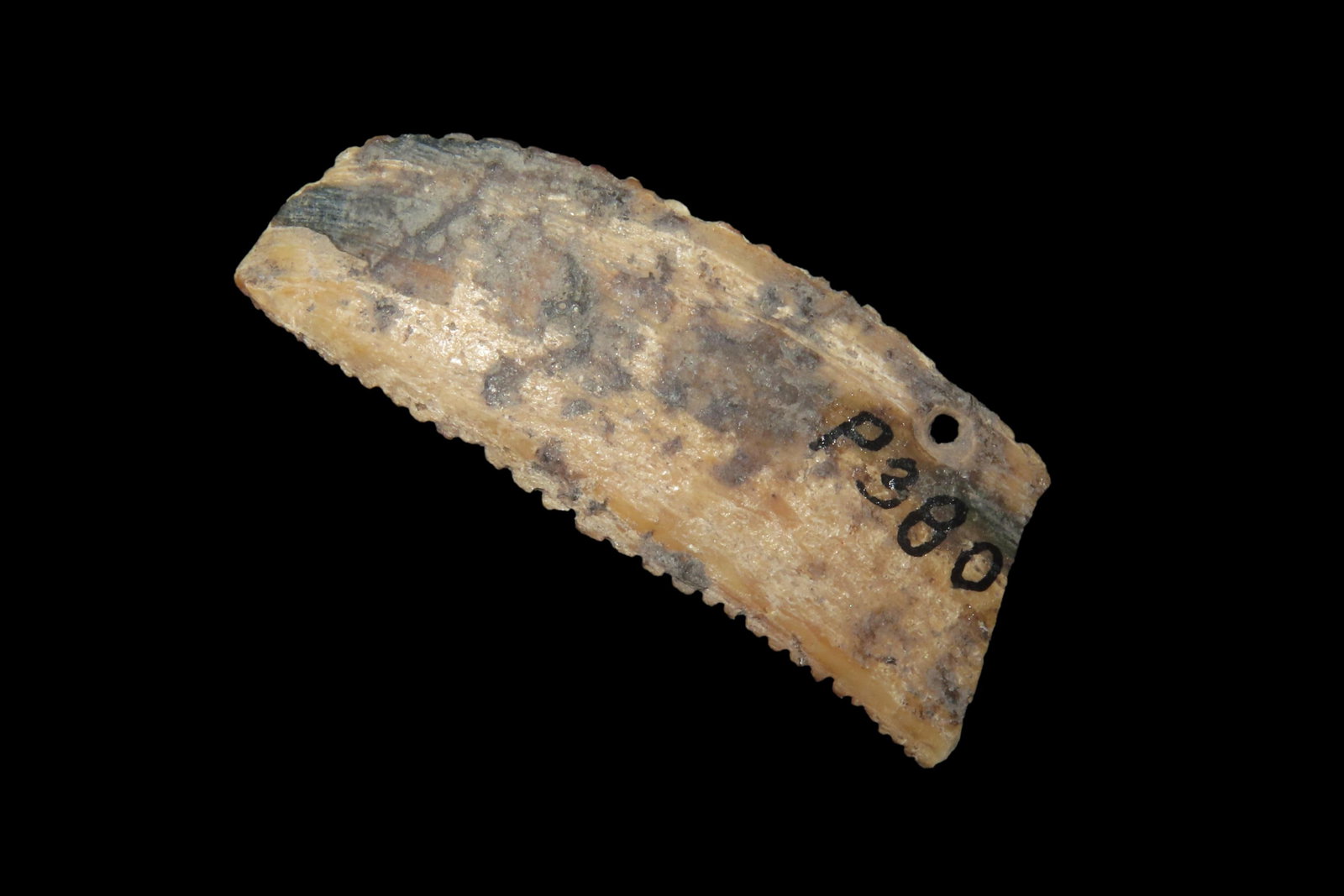 2' Shell Pendant, w/Talley Marks, found in Plymouth Co., Massachusetts (1 of 6)