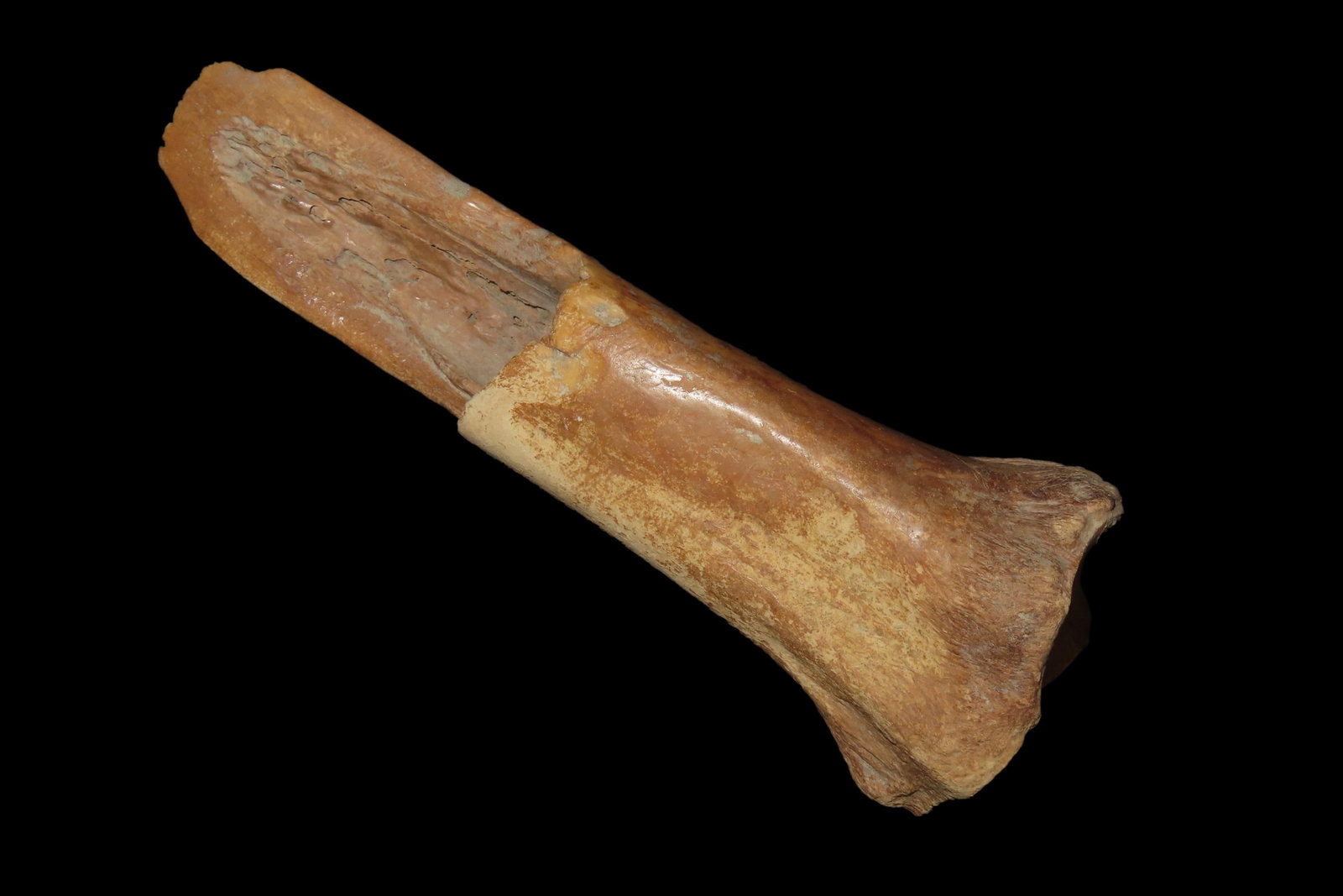 6" Gouge Made of Buffalo Bone, North Dakota (1 of 7)