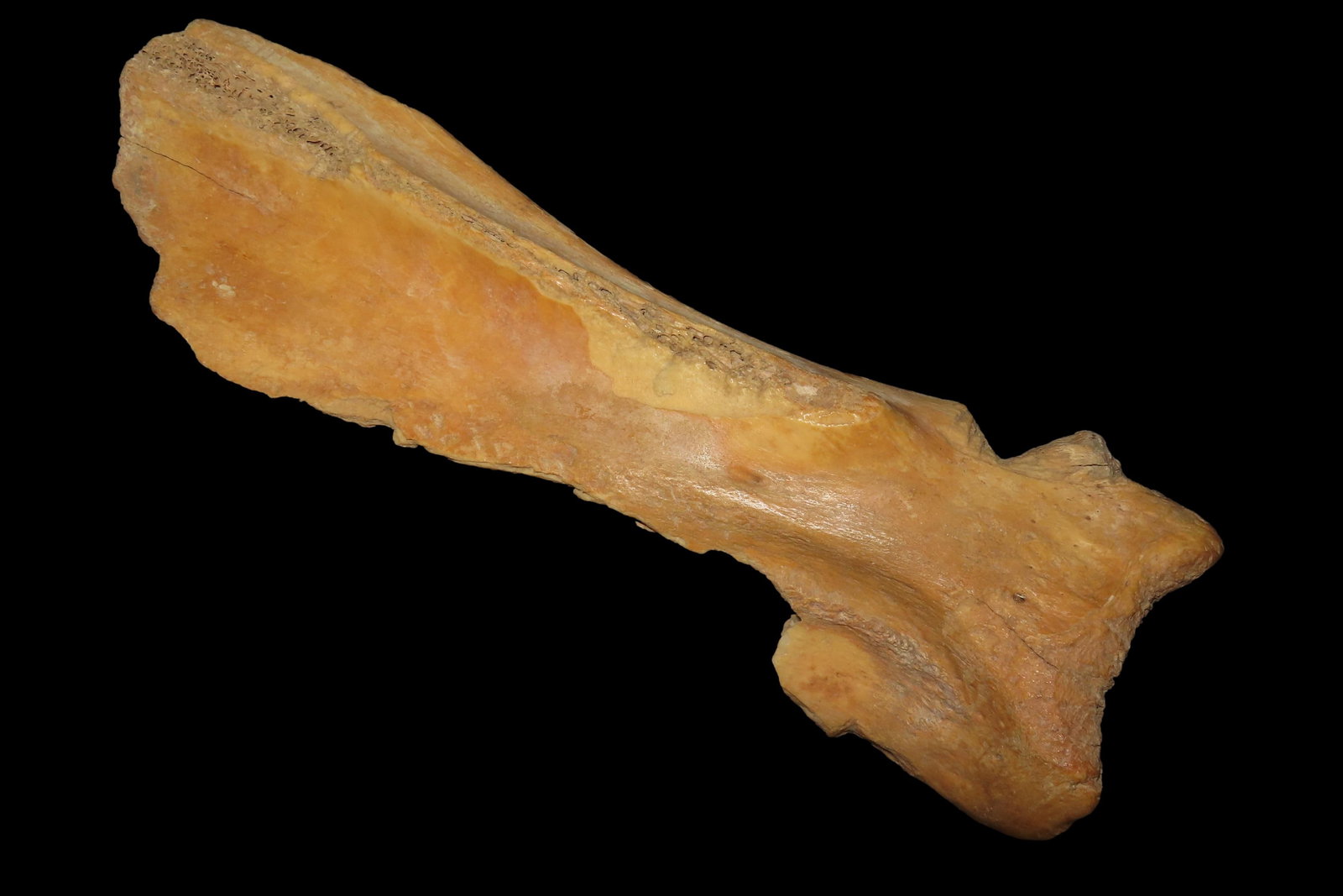 10 3/8' Hoe Made of Bison Bone, Mandan, North Dakota: 10 3/8" Hoe Made of Bison Bone, Mandan, North Dakota