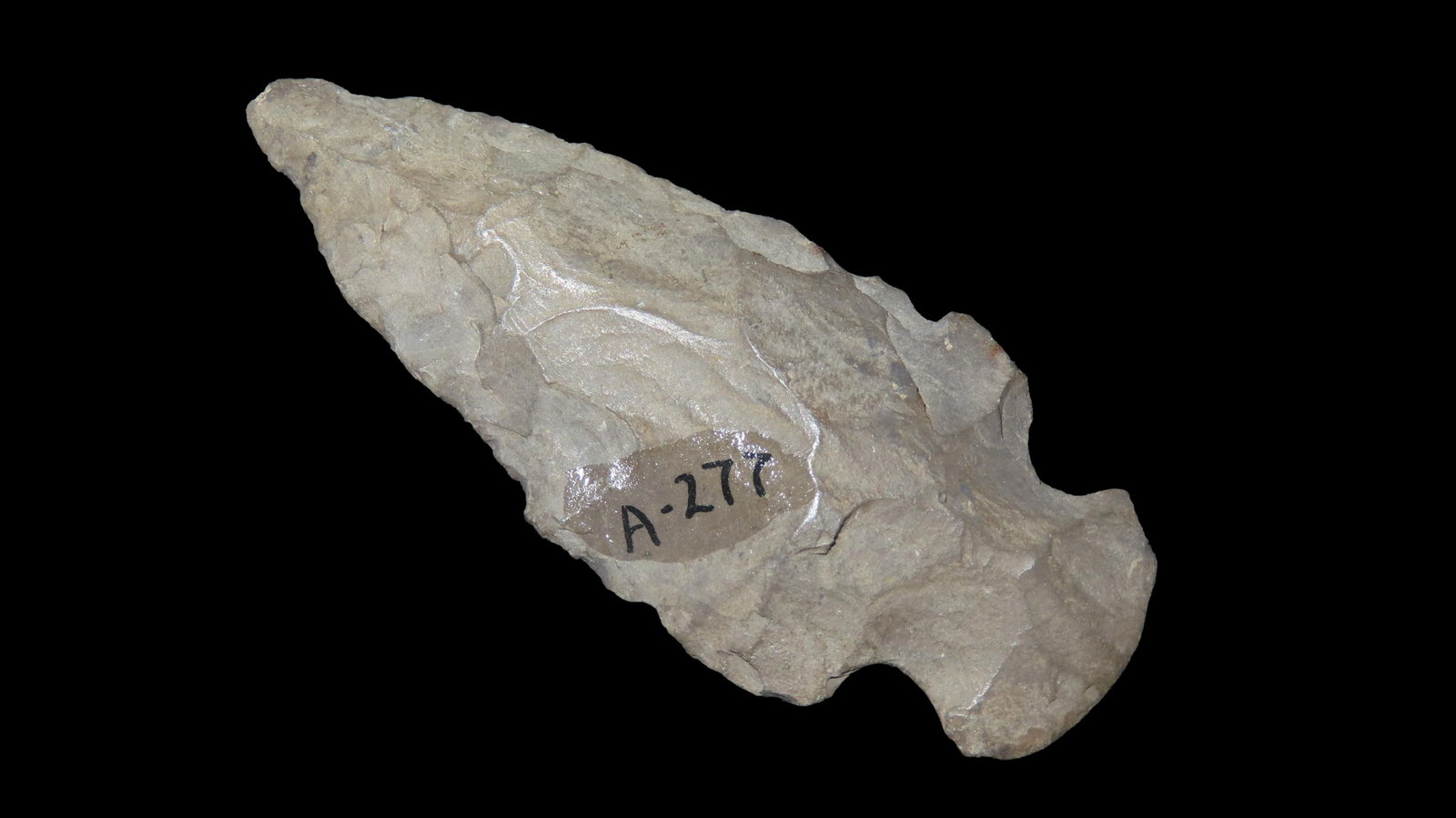 2 1/4' Matanzas, 4500-2500 BP, For Identification Reference Overstreet 12th Edition Pg. 289 (1 of 6)