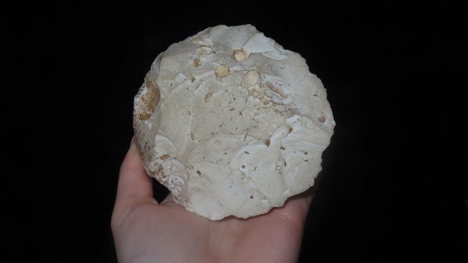 4 1/4" Cache Blade/Disc - 2