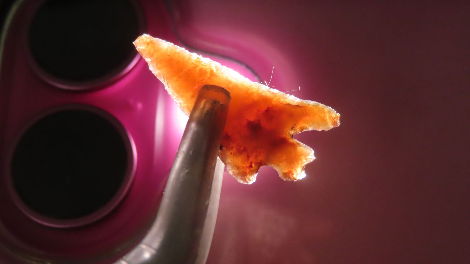 Pair of 2 Translucent Bird Points, Found in Mouth of the Palouse River in Witman County, Washington: Pair of 2 Translucent Bird Points, Found in Mouth of the Palouse River in Witman County, Washington