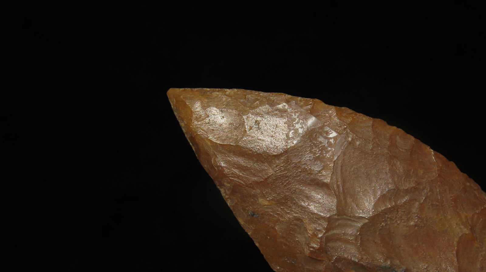 Leaf Blade, Oregon - 4