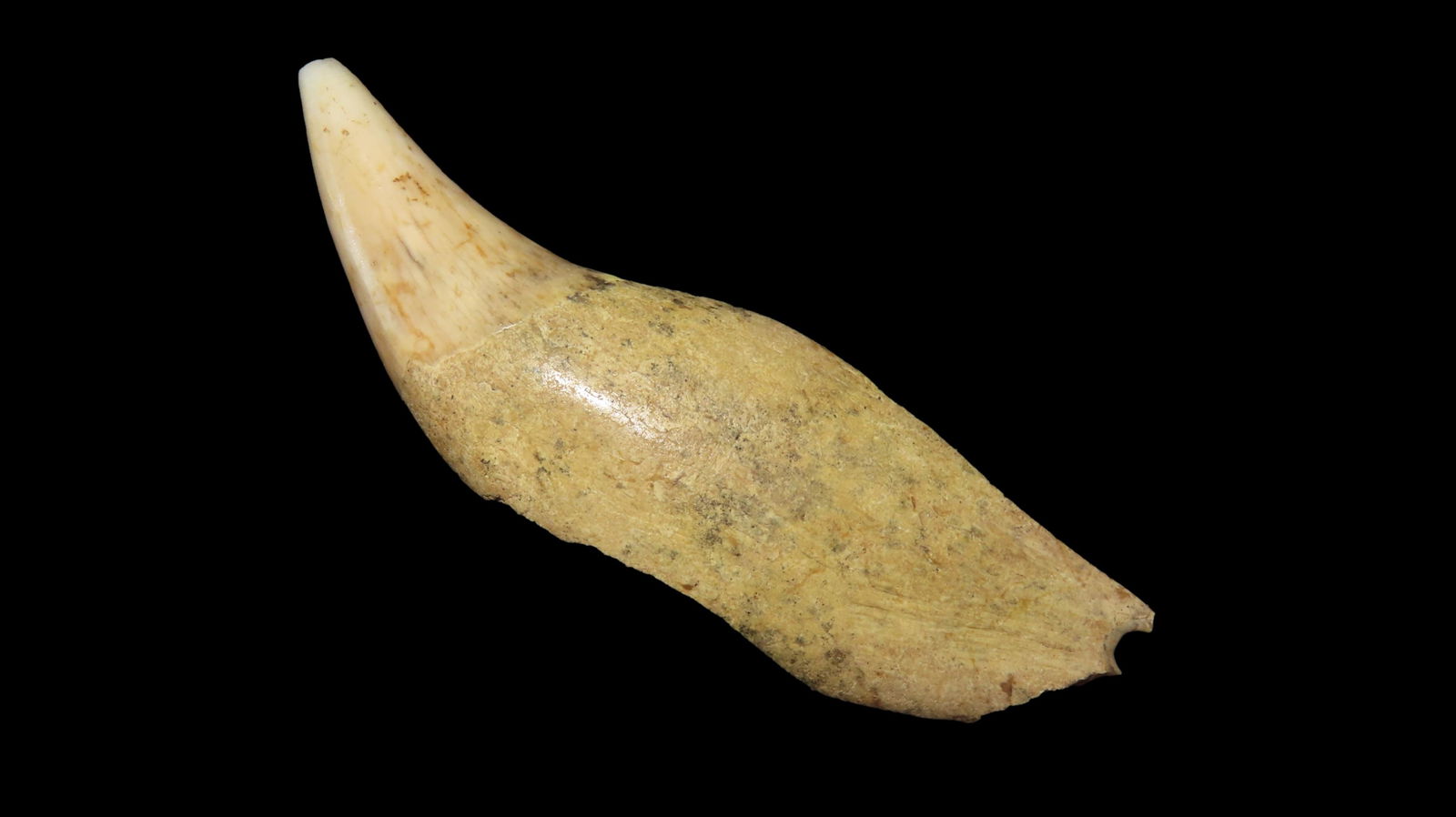 2 3/8" Sliced Bear Tooth Pendant, Eastern Tennesse, Ex. Dickey (1 of 6)