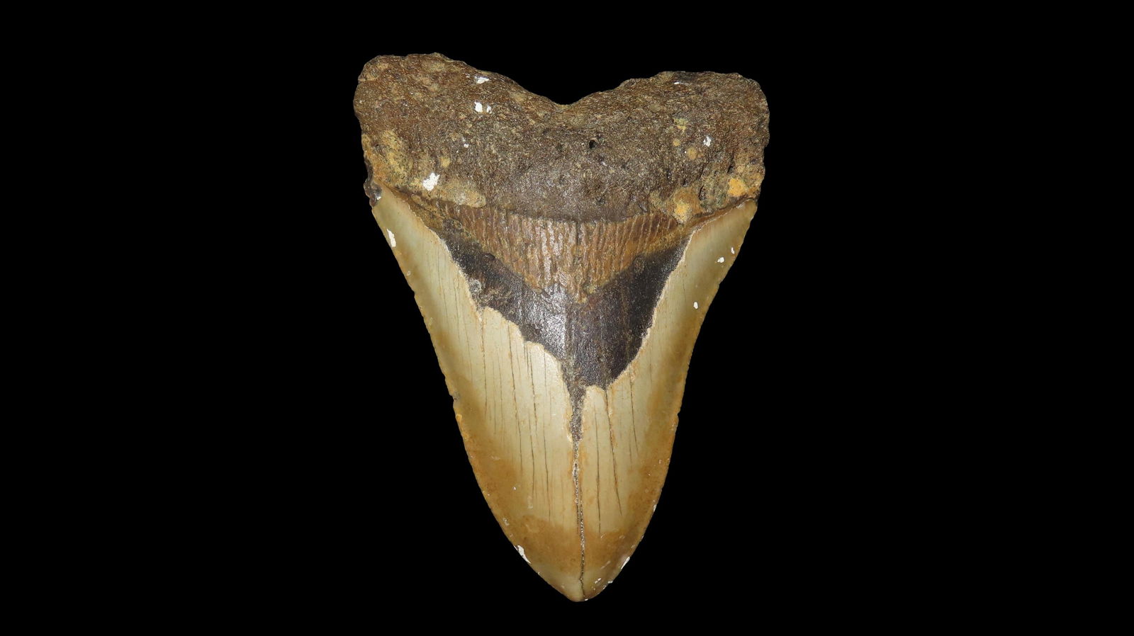 5.071 Megalodon Fossilized Sharks Tooth, South Carolina (1 of 6)