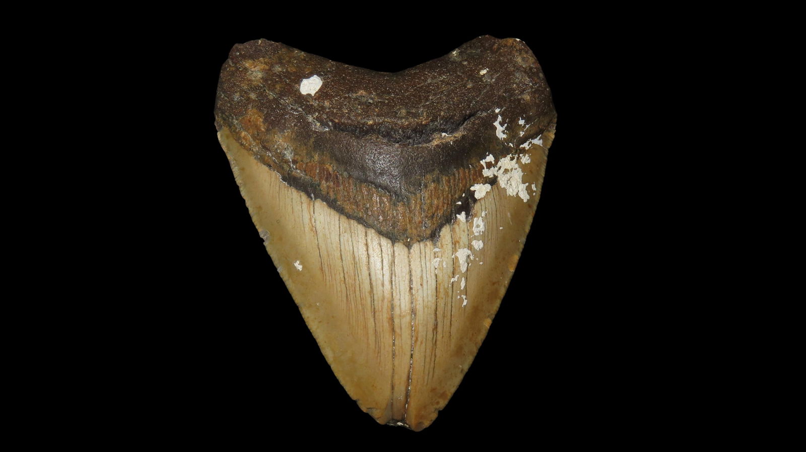 3.462 Megalodon Fossilized Sharks Tooth, South Carolina: 3.462 Megalodon Fossilized Sharks Tooth, South Carolina