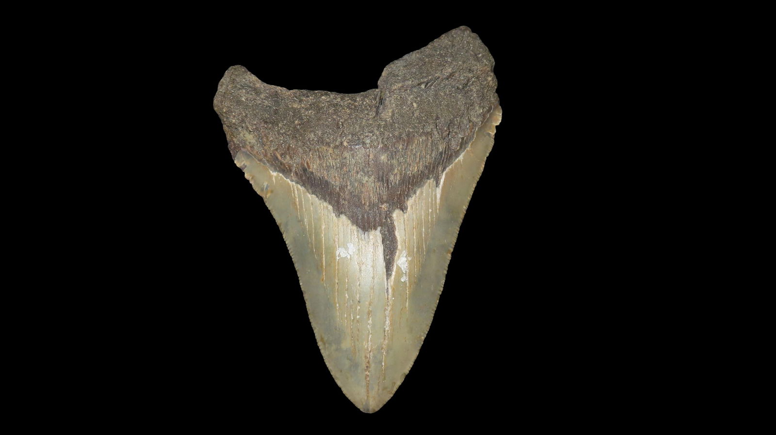 5.350 Megalodon Fossilized Sharks Tooth, South Carolina (1 of 6)