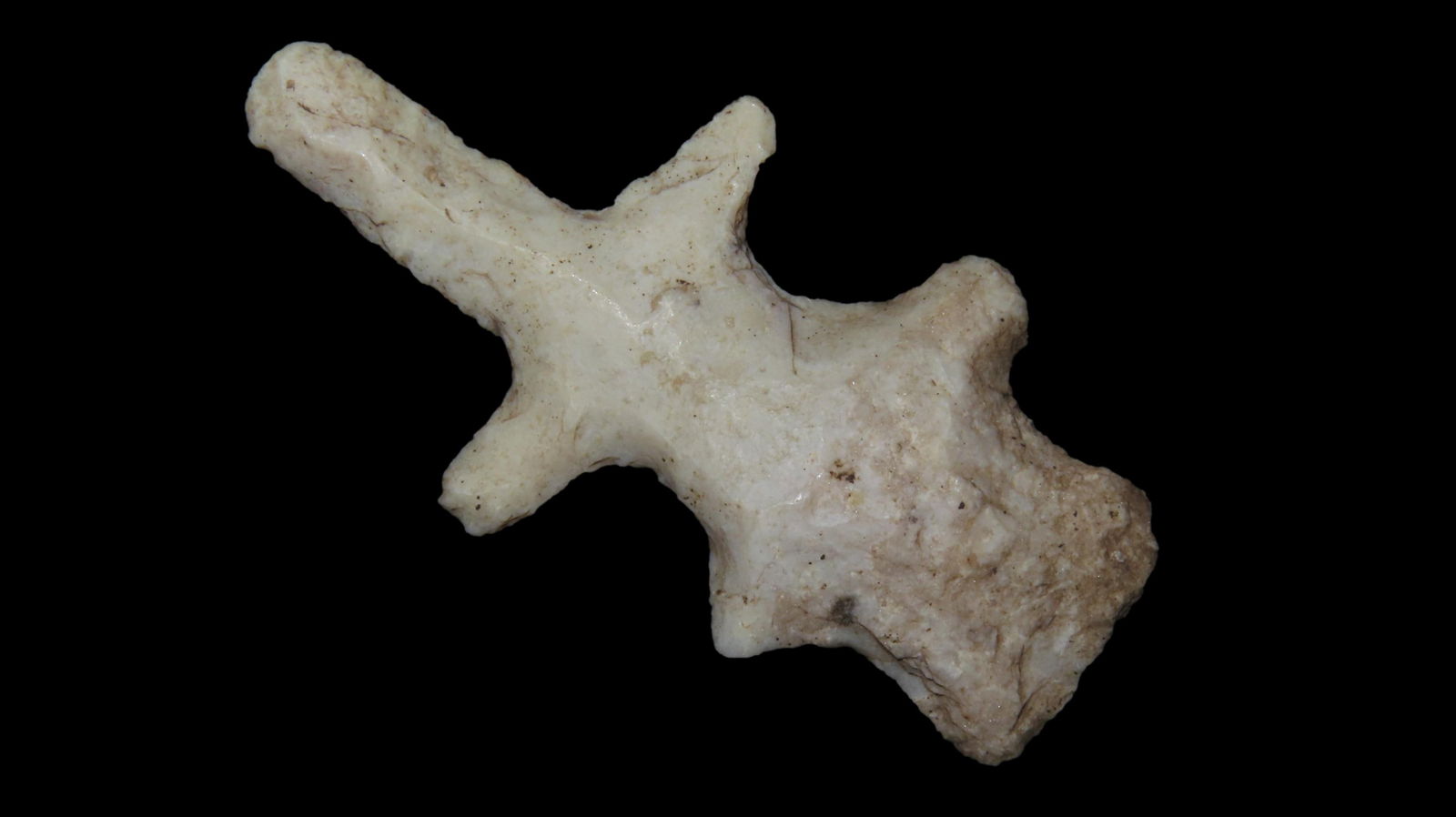 2 3/8" x 1 1/4" Animal Effigy, Burlington Chert, Pike Co., Illinois, COA Motley and Leithoff (1 of 7)