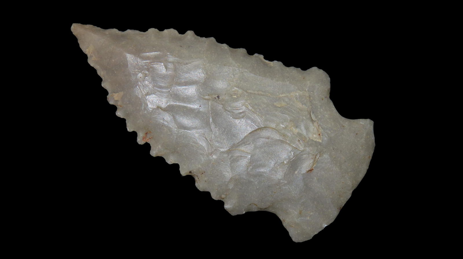 2" Serrated Pine Tree, Jackson Co., Alabama, Ex. Jim Lee, Ex. Dickey (1 of 6)