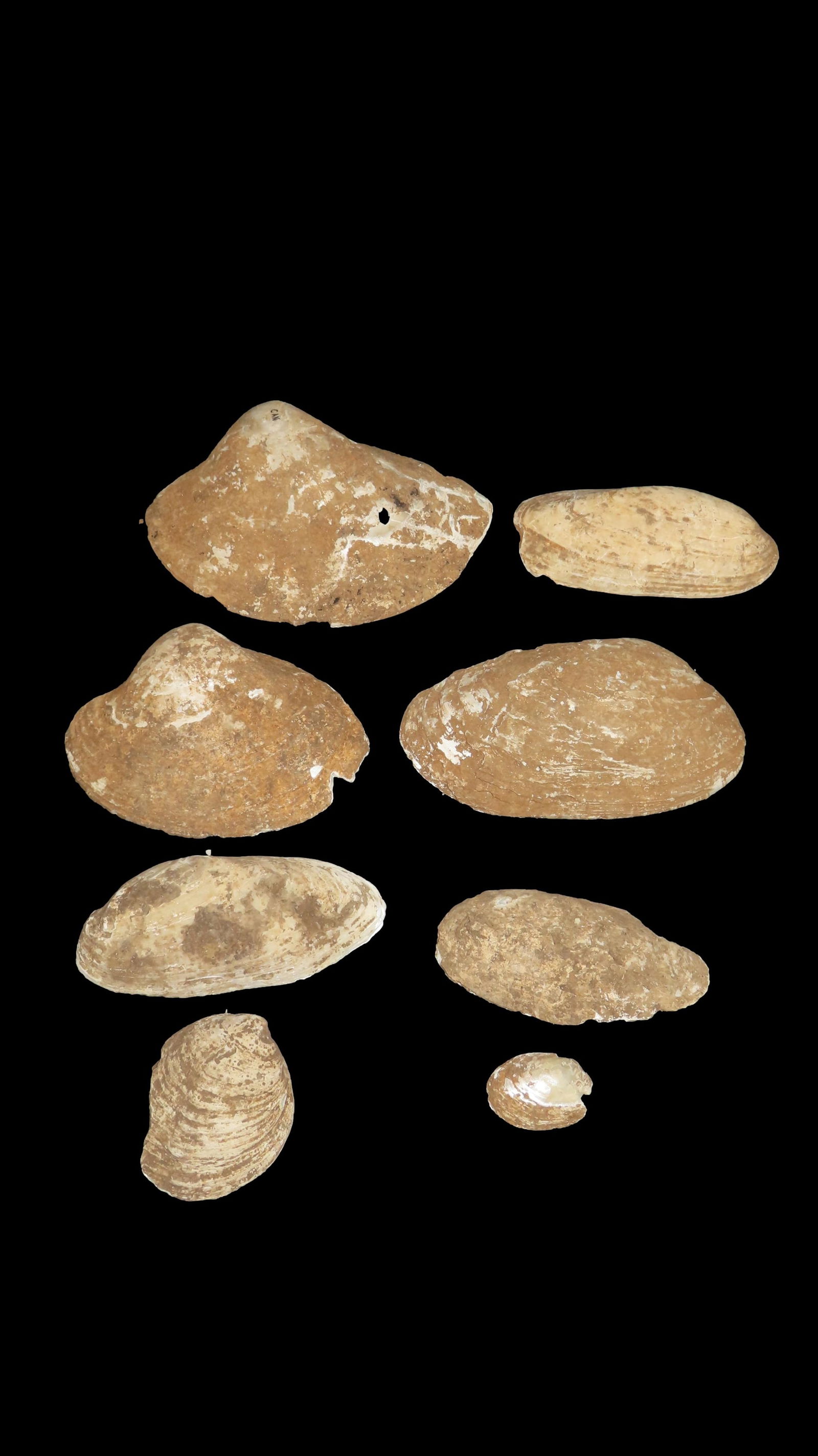 Cache of Clam Shells, Dug from a Shelter in Western Kentucky: Cache of Clam Shells, Dug from a Shelter in Western Kentucky