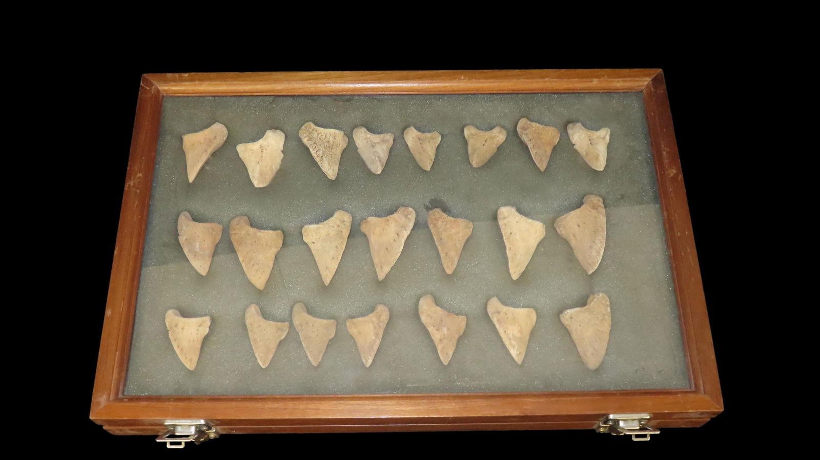 12" x 18" Frame of Deer Hoof Tinklers. Shelter find in Tennessee, Ex. Parker (1 of 7)