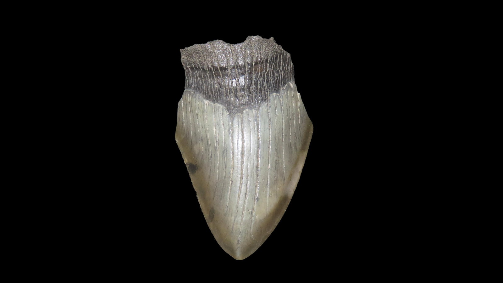 2.3/4" Megalodon Fossilzed Sharks Tooth South Carolina: 2.3/4" Megalodon Fossilzed Sharks Tooth South Carolina