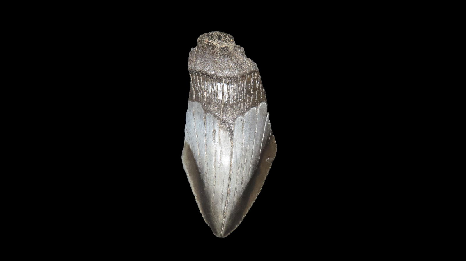 3.7/8" Megalodon Fossilzed Sharks Tooth South Carolina: 3.7/8" Megalodon Fossilzed Sharks Tooth South Carolina
