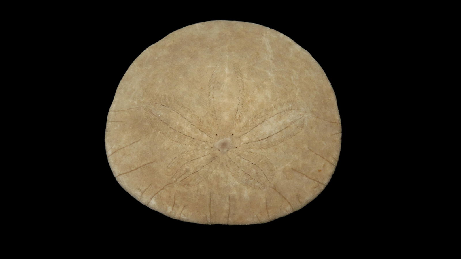 2.7/8" Superior Fossil Sand Dollar (1 of 4)