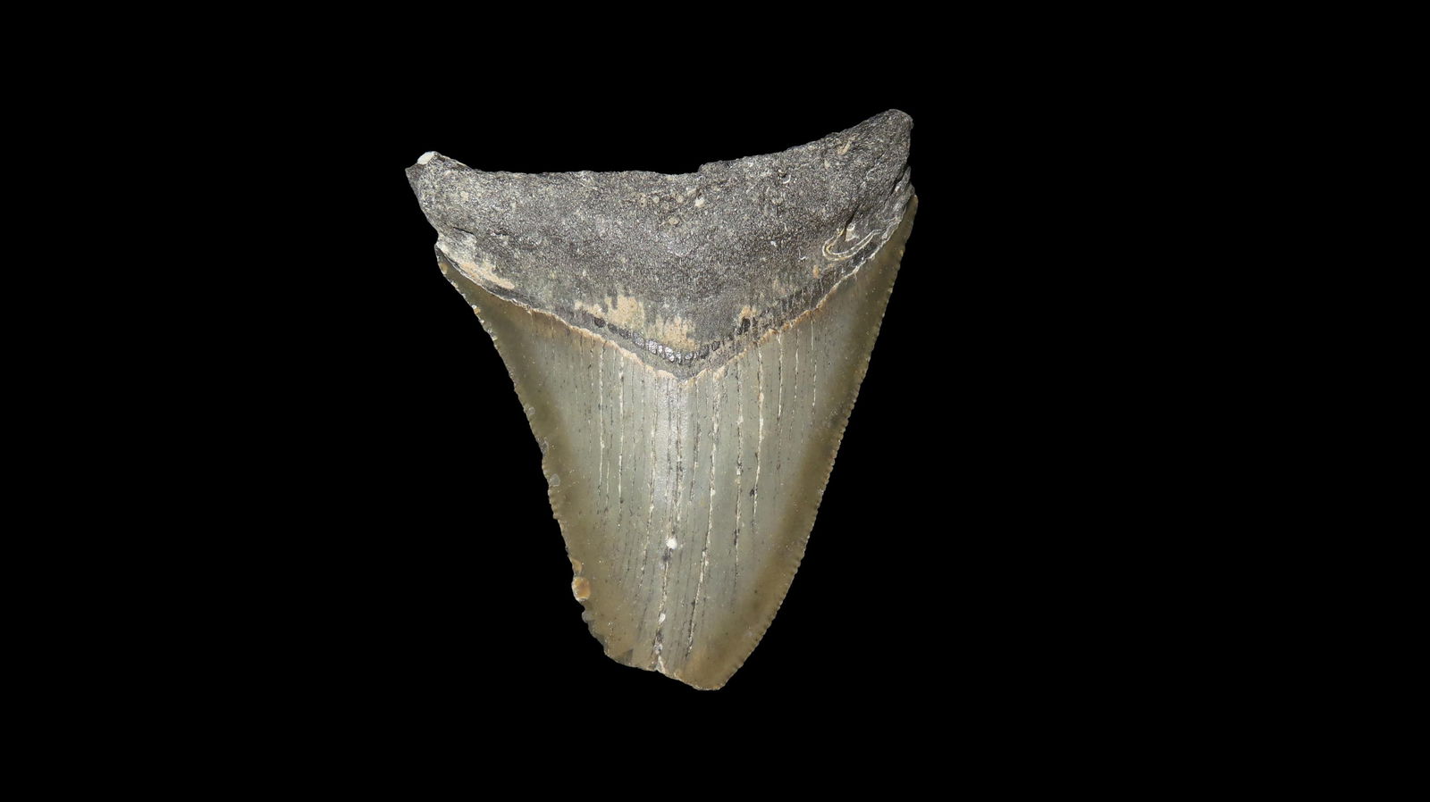 2.5/8" Megalodon Fossilzed Sharks Tooth South Carolina (1 of 6)