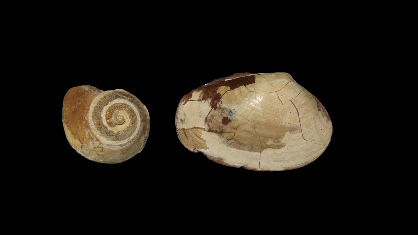 Shell Fossil Grouping Rarer And Quality Specimans Midwest USA (1 of 5)