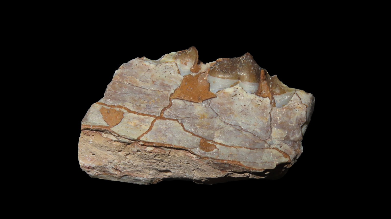 Fossil Mamal Jaw Bone And Teeth Cretaceous Era 66/65 Million Years Old (1 of 8)