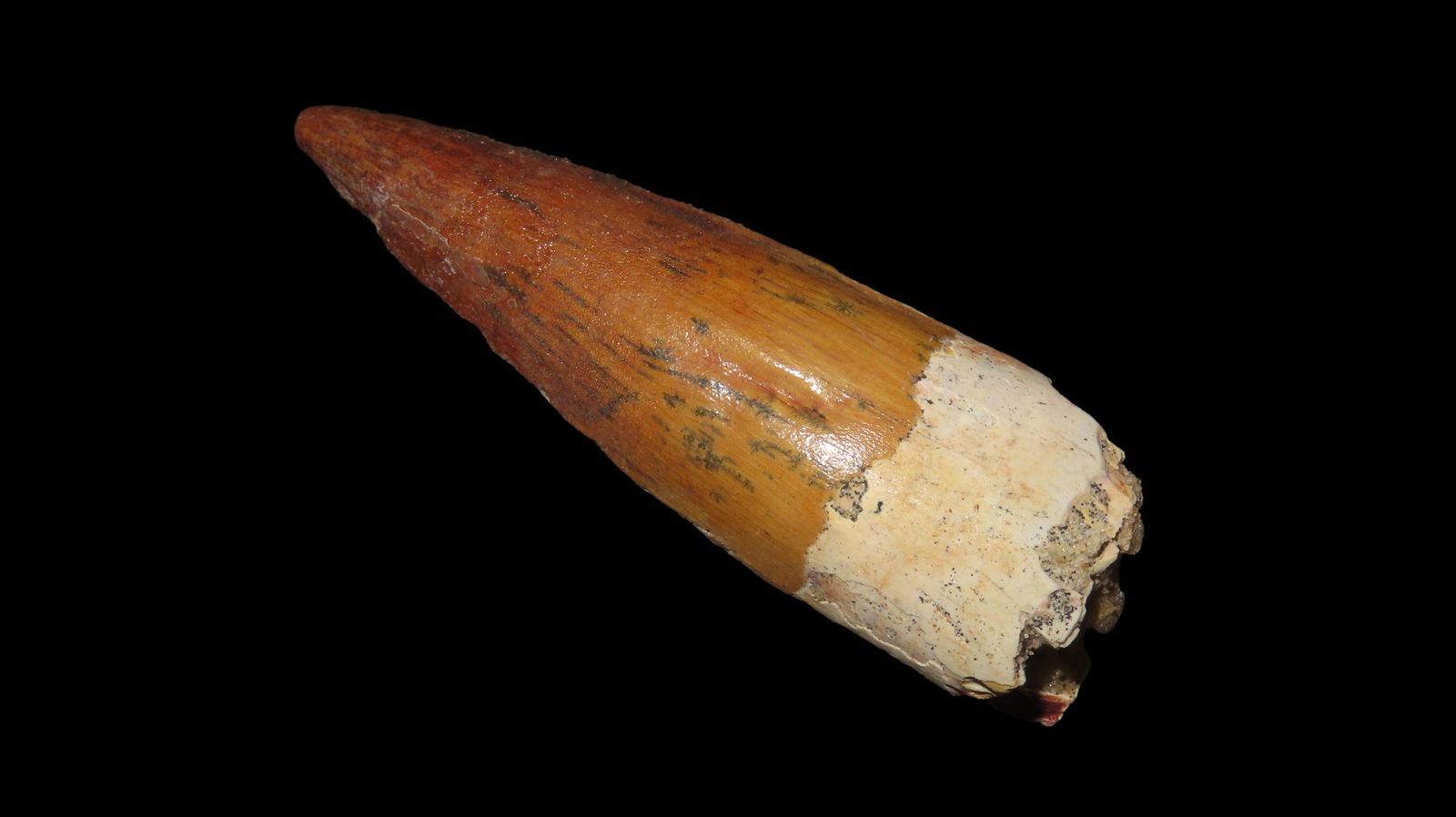 Spinosaur Spinosaurus Dinosaur Tooth Fossil Late Cretaceous Kem Kem Beds Morocco (1 of 7)