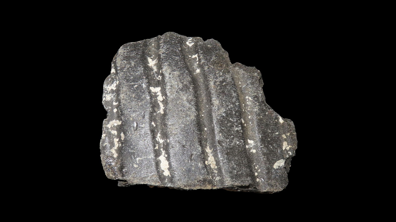 3.3/8" Fossilized Tooth Florida Mastadon Or similar 248 Grams (1 of 6)