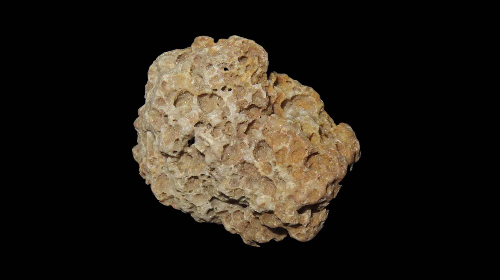 Fossil Coral Speciman Southern USA (1 of 6)