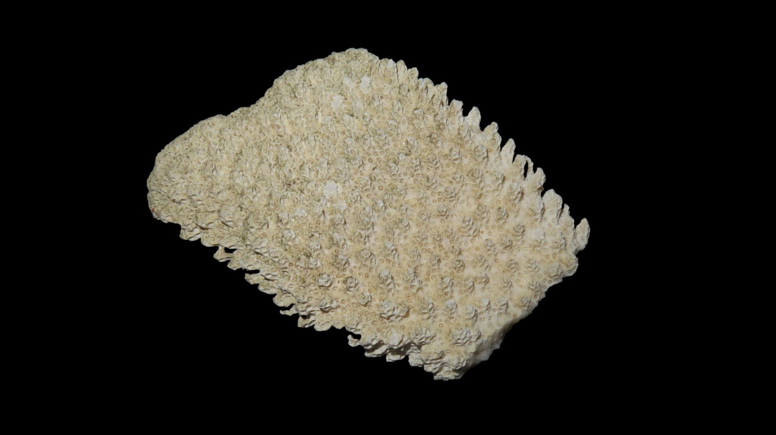 Fossil Coral Speciman Southern USA (1 of 7)