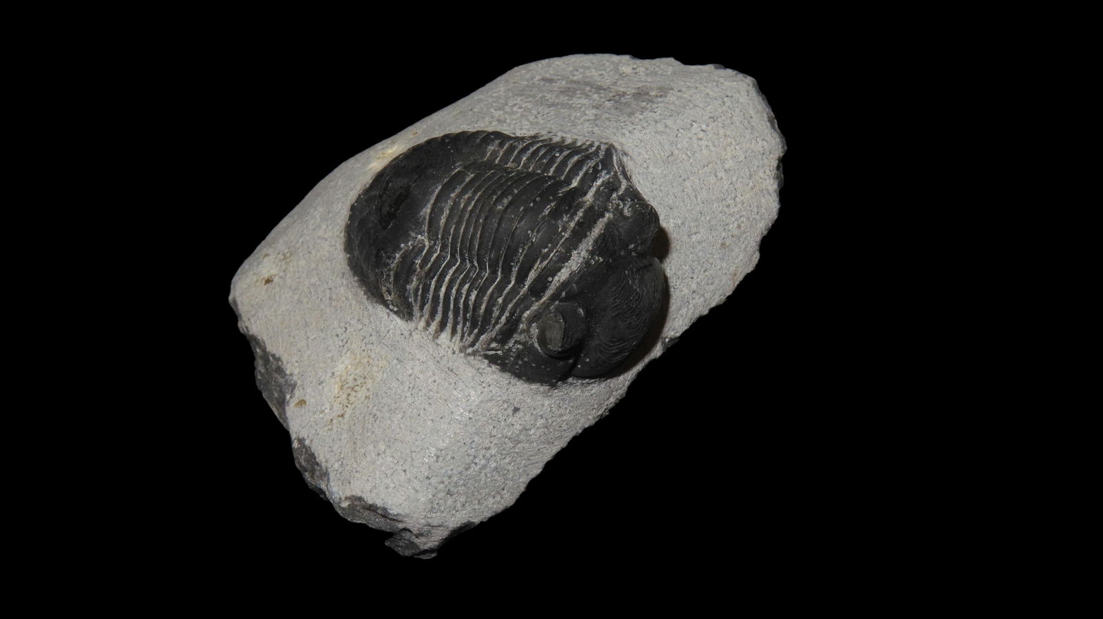 Paralejurus Rehamnanus Fossil Tribolite Lower Middle Devonian Period Dinosaur Era Fossil (1 of 7)