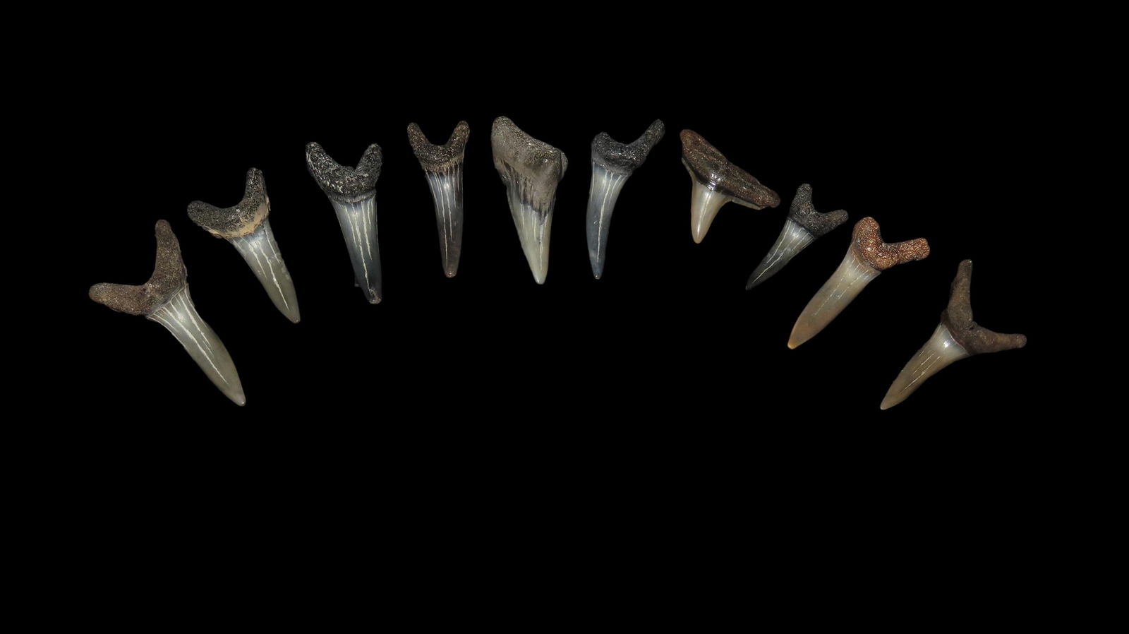 Quality Selection Of Fossil Shark Teeth (1 of 3)