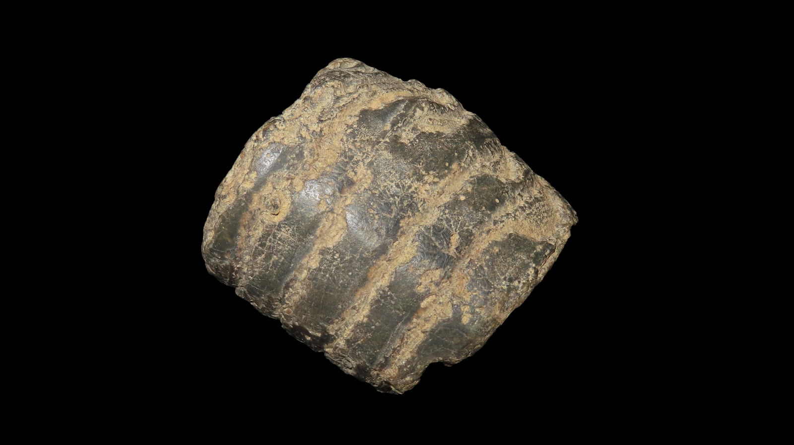 2.5/8" Super Fossil Unknown Style Found in Kansas Large Size: 2.5/8" Super Fossil Unknown Style Found in Kansas Large Size