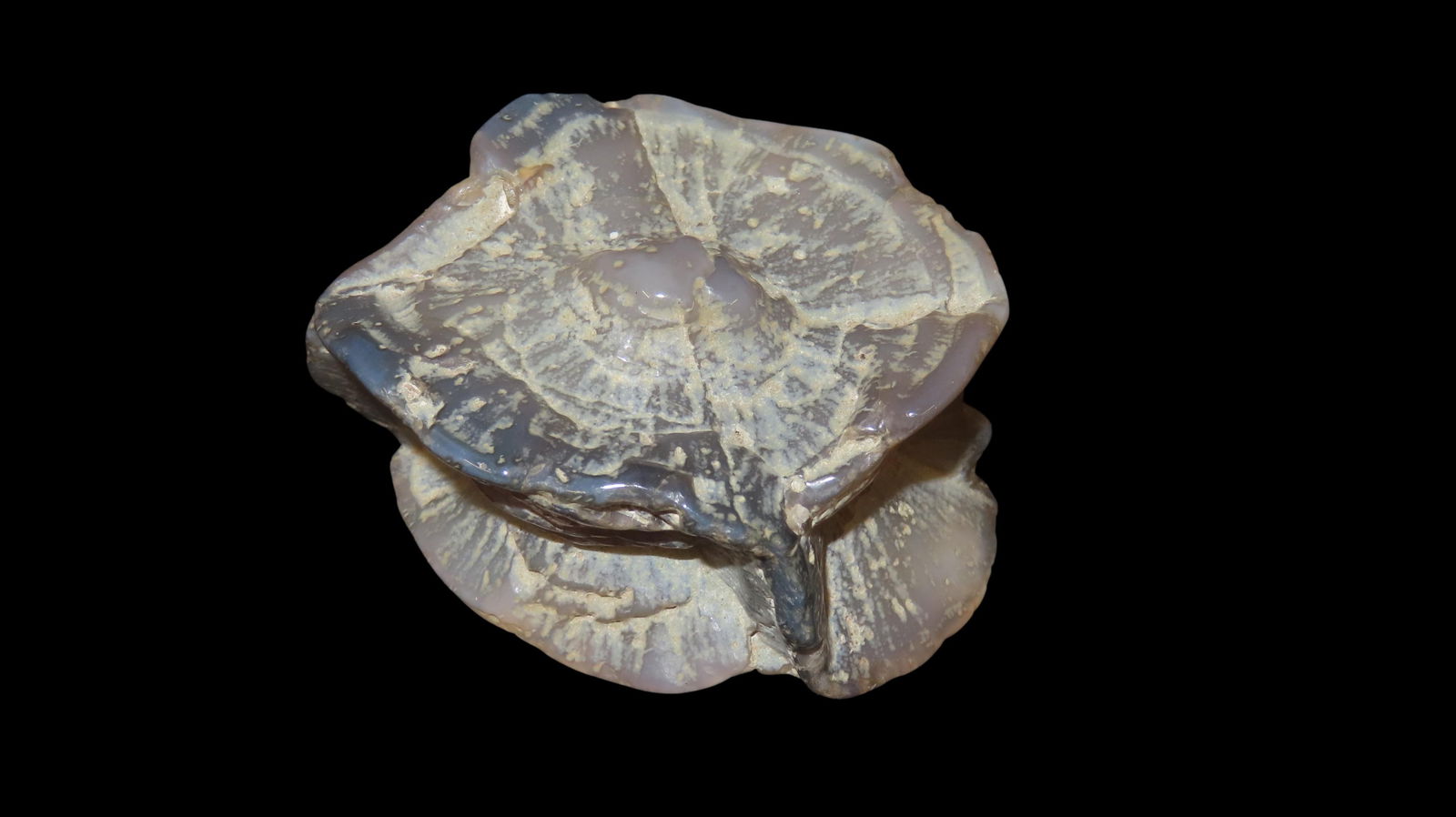 2.1/2" Agate Fossil, Rare Style USA: 2.1/2" Agate Fossil, Rare Style USA