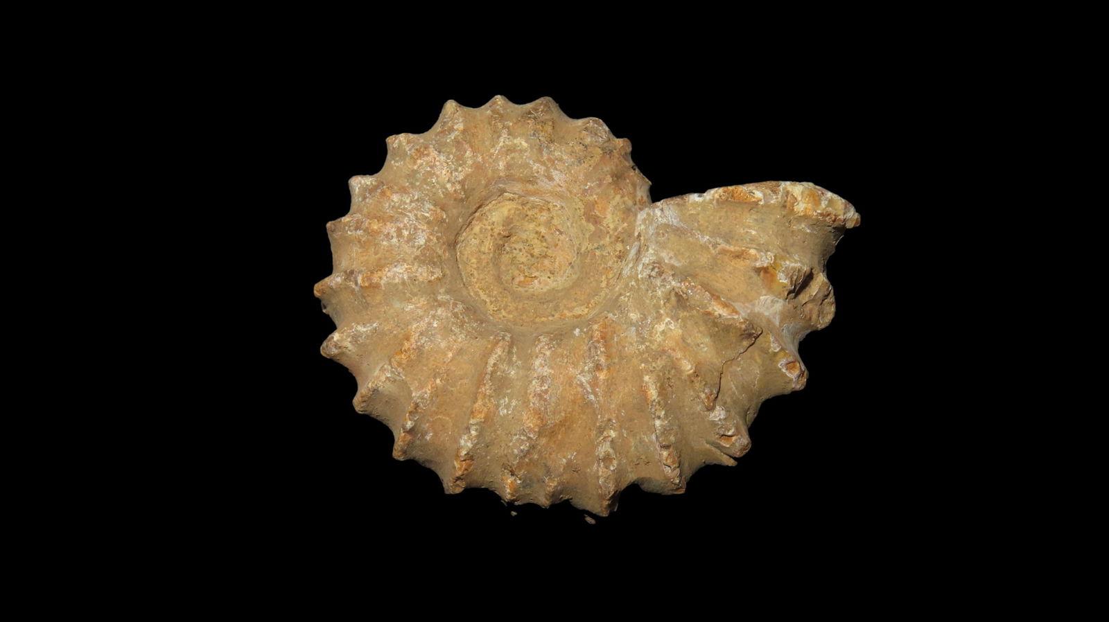 Tractor Ammonite Fossil (1 of 6)