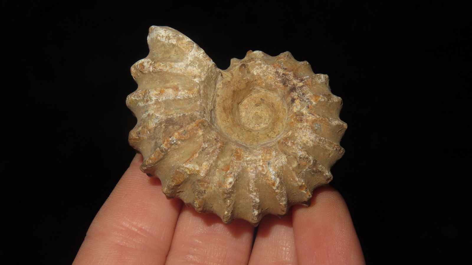 Tractor Ammonite Fossil - 2