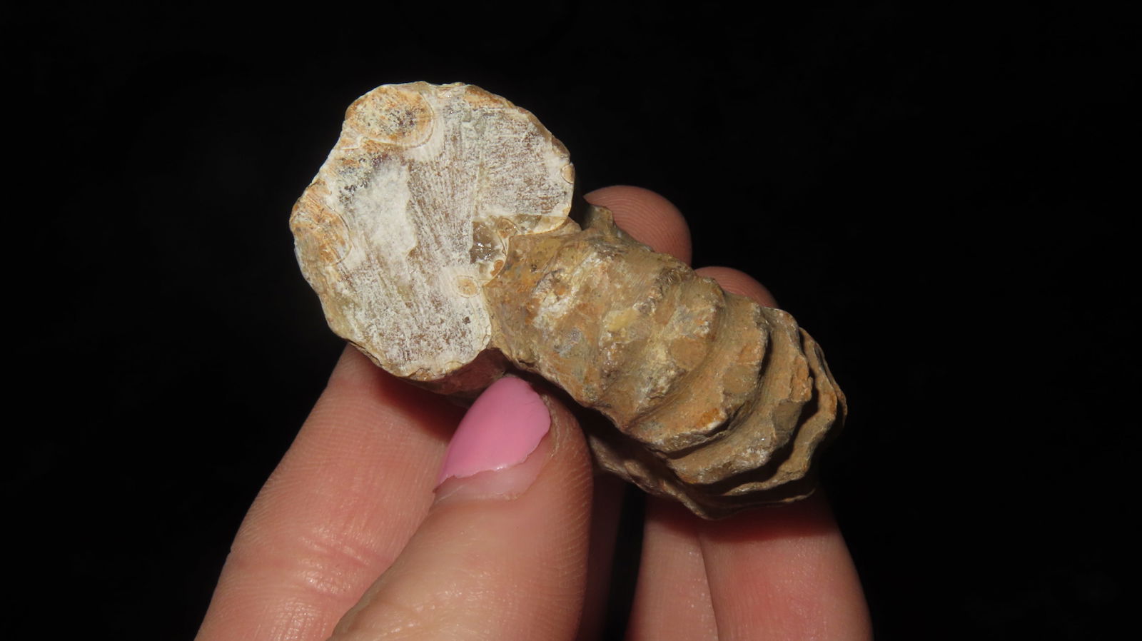 Tractor Ammonite Fossil - 3