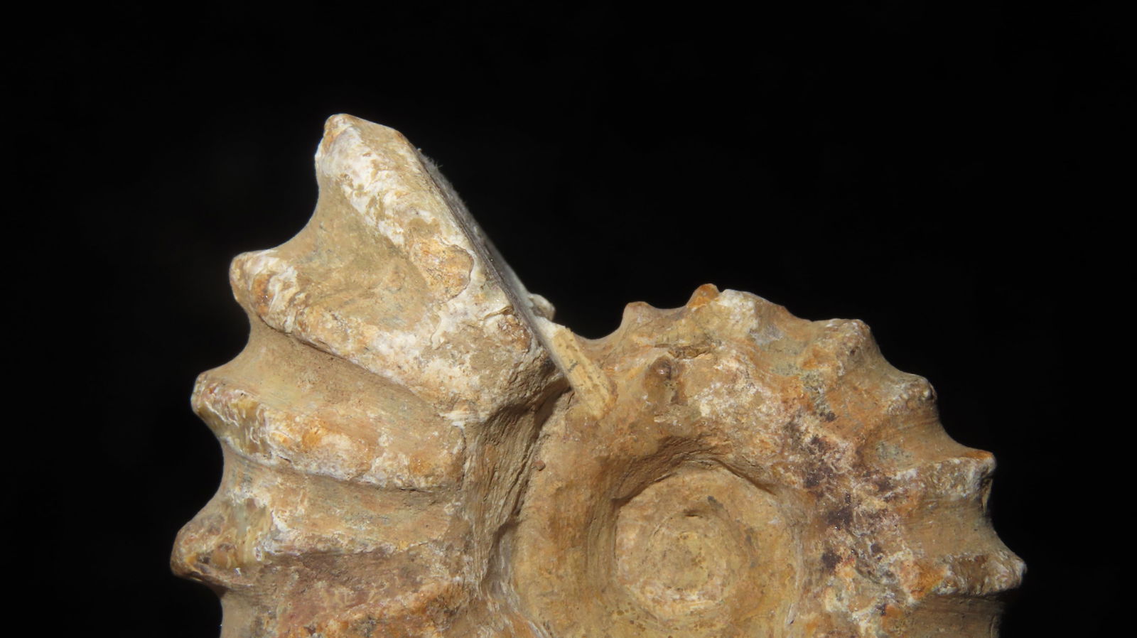 Tractor Ammonite Fossil - 4