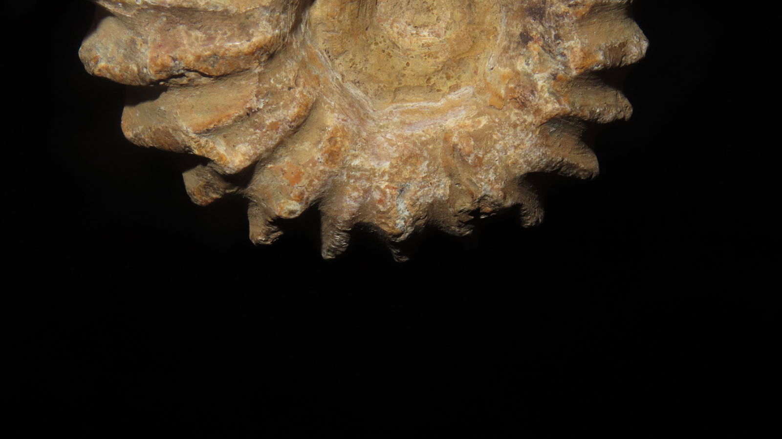 Tractor Ammonite Fossil - 5