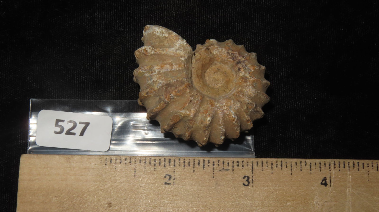 Tractor Ammonite Fossil - 6