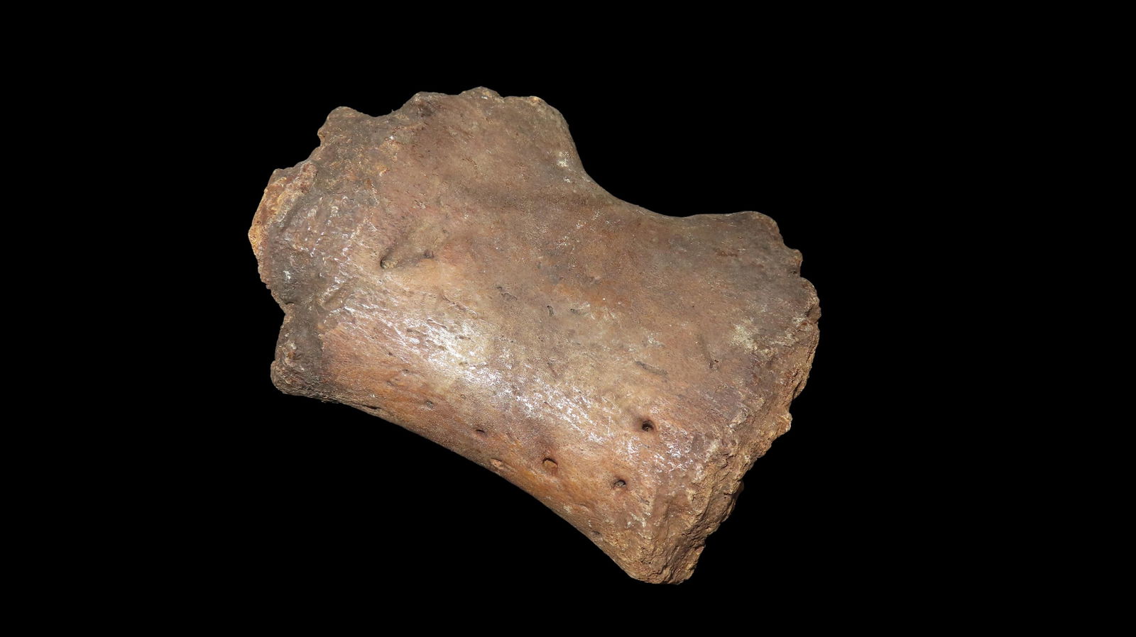 Super Fossil Mamal Found In Kansas Mastadon Era: Super Fossil Mamal Found In Kansas Mastadon Era