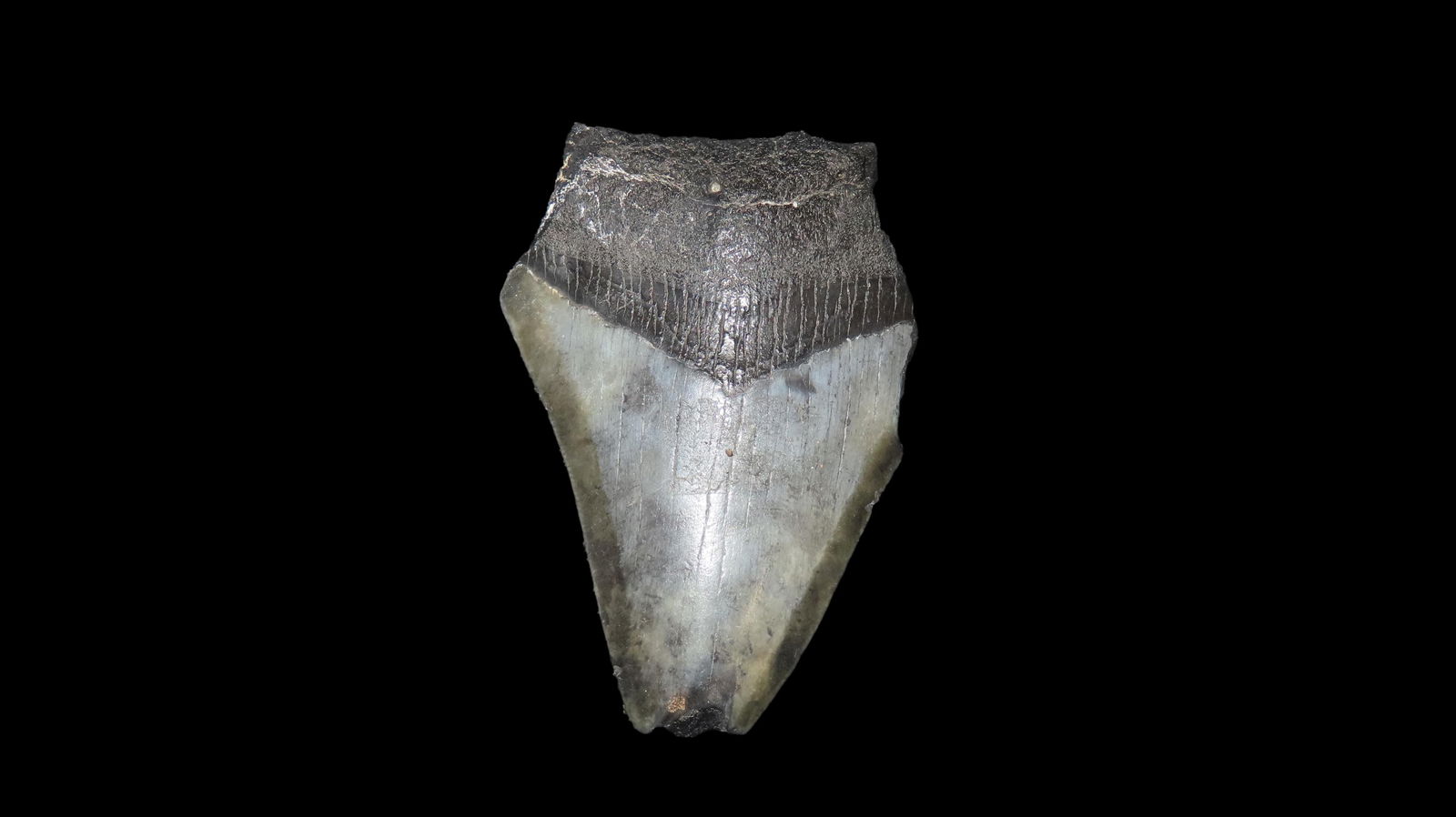 3.1/4" Megaladon Fossilzed Sharks Tooth South Carolina: 3.1/4" Megaladon Fossilzed Sharks Tooth South Carolina