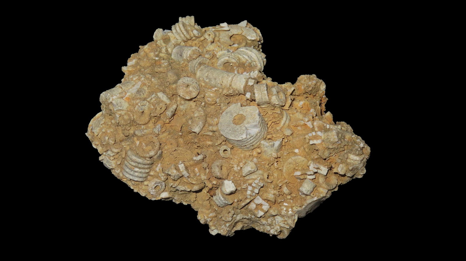 4.1/2" Crinoid Fossil Cluster Midwest USA (1 of 7)